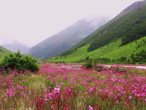 Valley of Flowers 